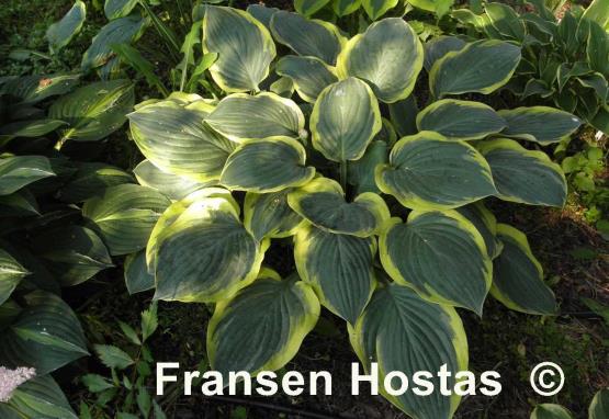 Hosta Battle Star